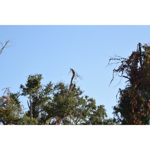 NIKON AF-S NIKKOR 70-200mm F2.8G  ED VR II for Nikon F mount ( See Des) - Picture 14 of 14